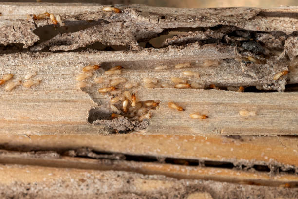 Best Flea Control Services  in Arcadia, IN